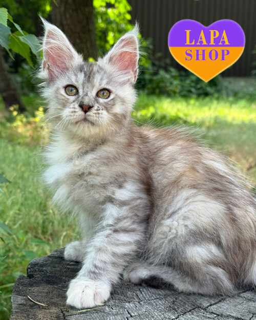 черепахово-сріблястий мейн-кун