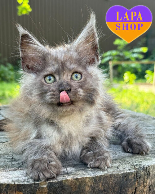 чорний сріблястий мейн-кун