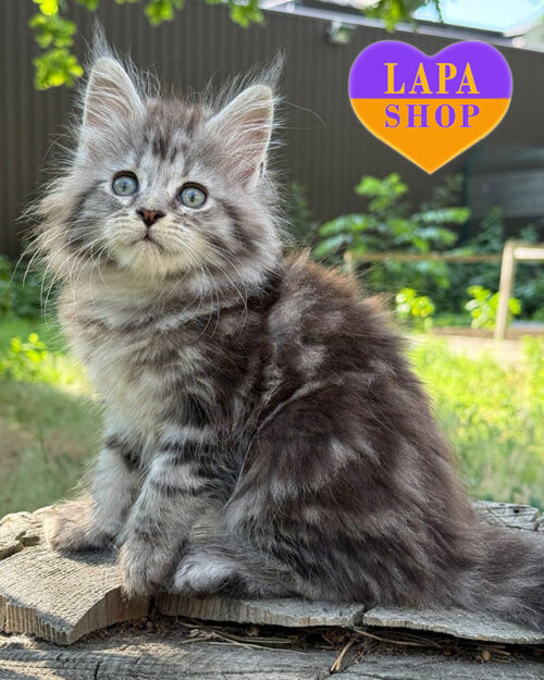 black marble Maine Coon