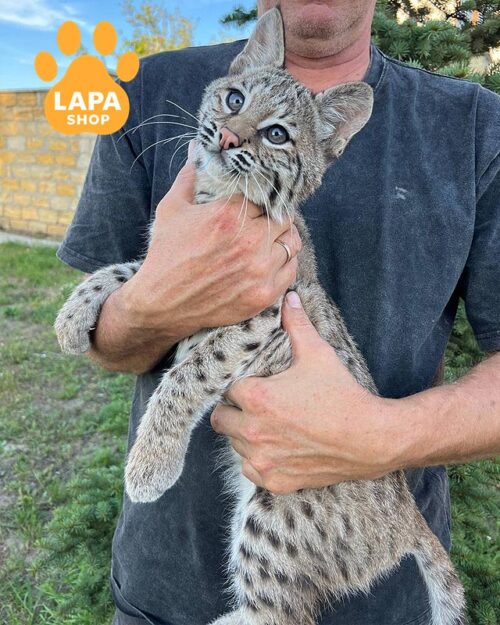 Bucky is an Amazing Bobcat