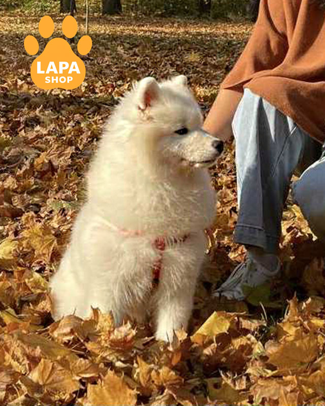 білий самоїд