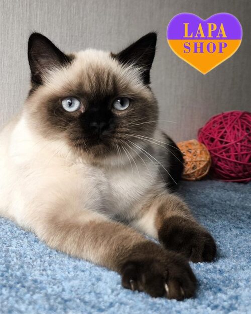 колор пойтова шотландка