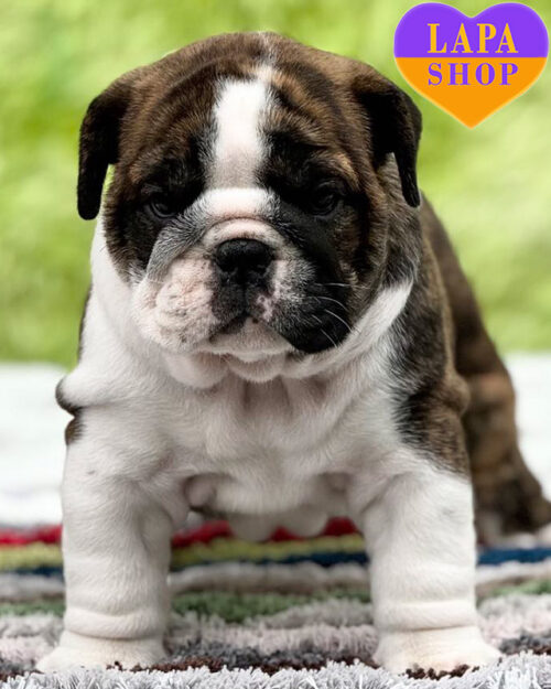brindle and white English bulldog