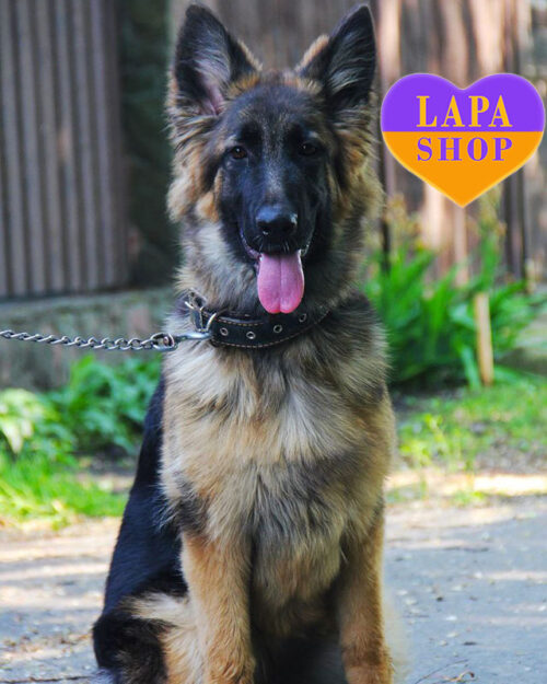 German Shepherd with a black-backed