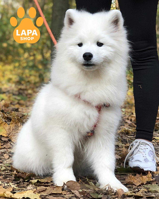 білий самоїд