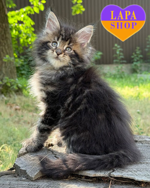 black marble Maine Coon