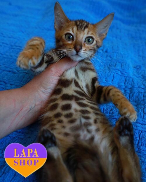 золотой бенгал