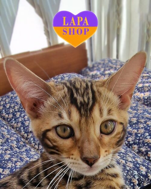 golden Bengal kitty