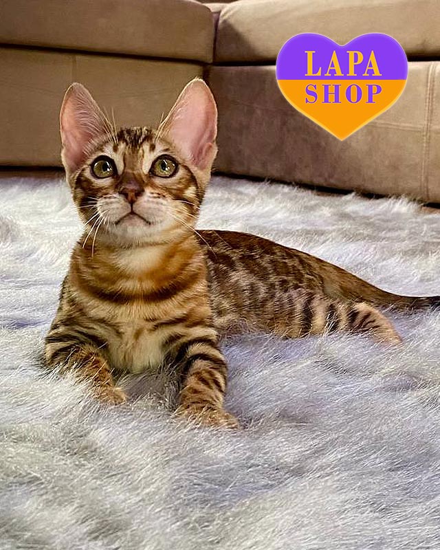 golden Bengal kitty