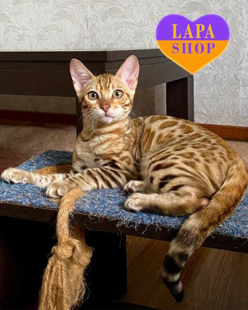 бенгальська кішка