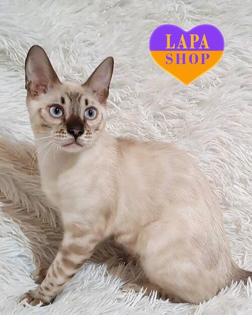 сніговий бенгал