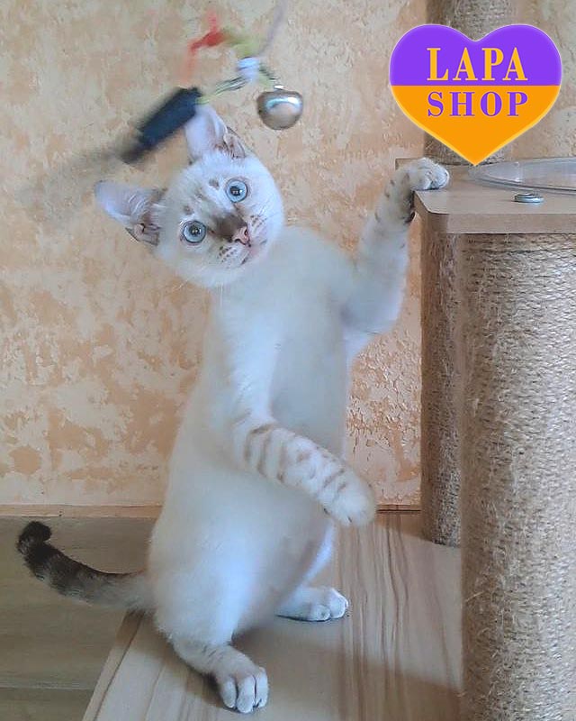 сніговий бенгал