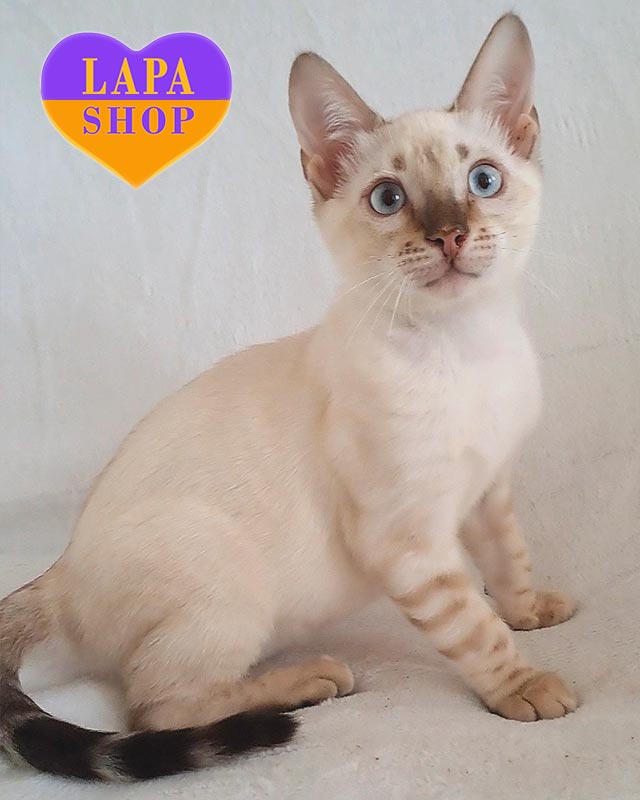 снежный бенгал