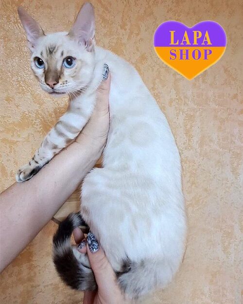 snow Bengal