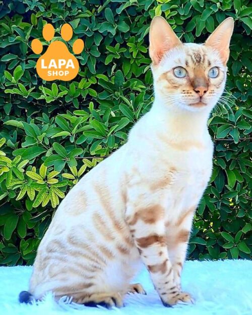 . Залиште порожнім, якщо зображення є тільки елементом декору.