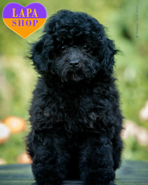 той пудель забарвлення фантом