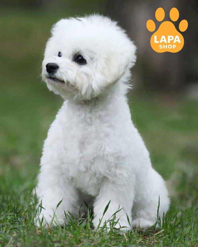 білий бішон фрізе