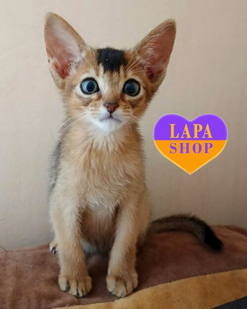 абісинська дикого забарвлення