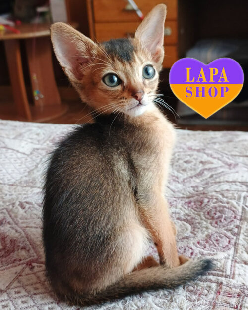 абісинська дикого забарвлення