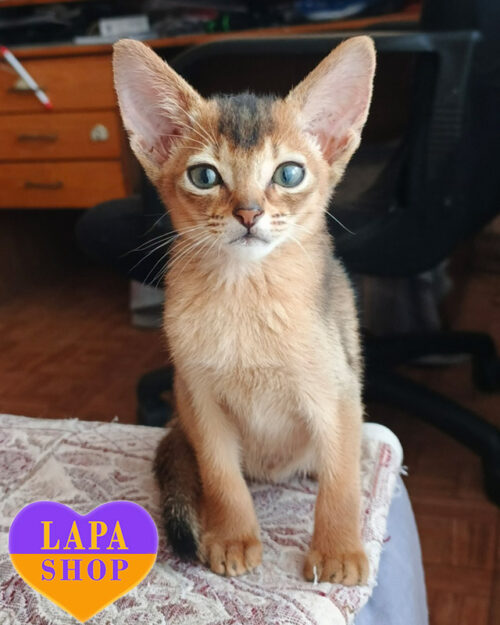 Big Clever — Abyssinian Cute Cat
