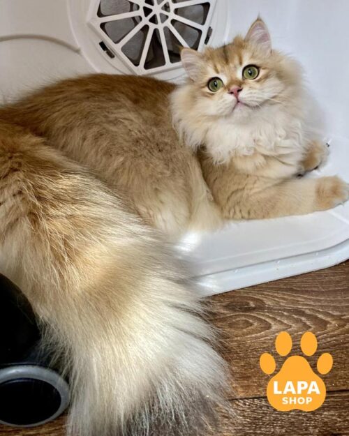 золотий довгошерстий британець