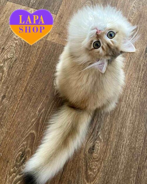 golden British Longhair