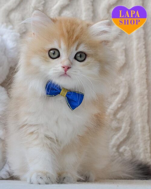 золотий довгошерстий британець