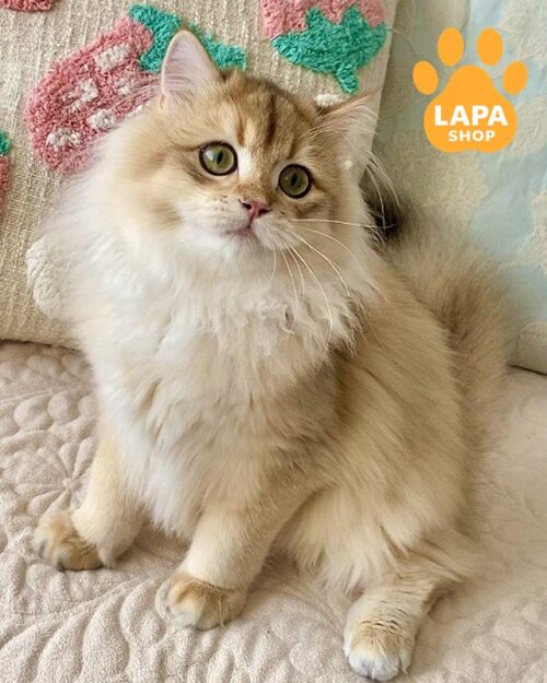 золотий довгошерстий британець