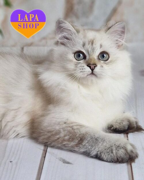 колор-пойнтовий довгшерстий британець