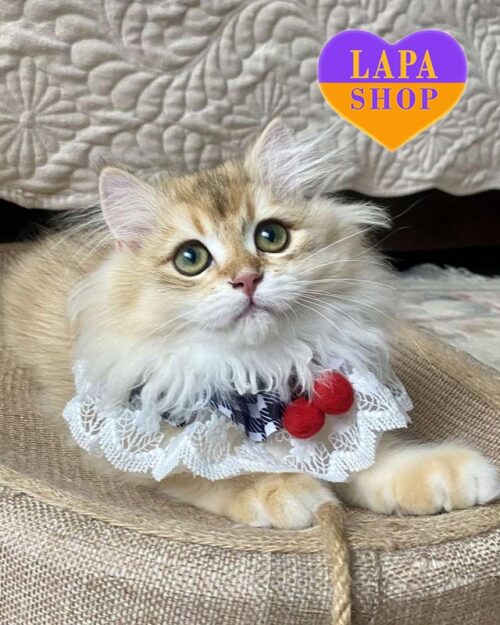 золотий довгошерстий британець
