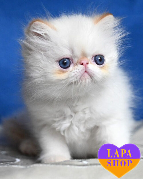 персидская