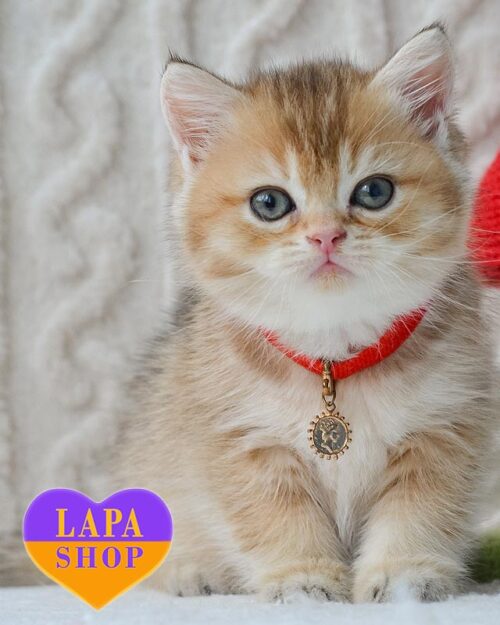 золотий тикований британець