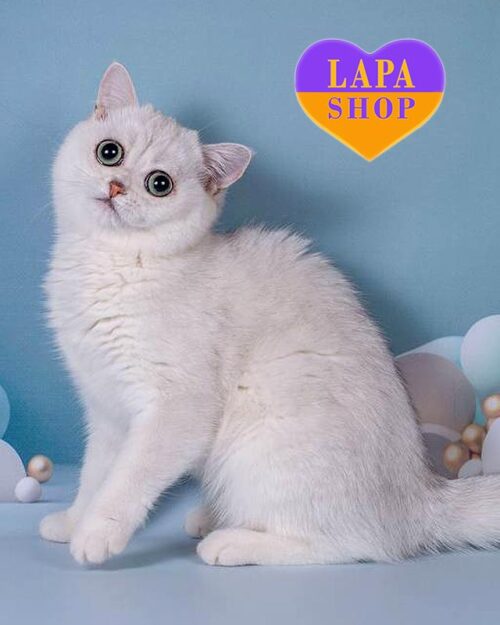 серебристая британская кошка