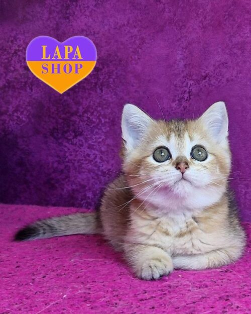 золотая тикированная британка