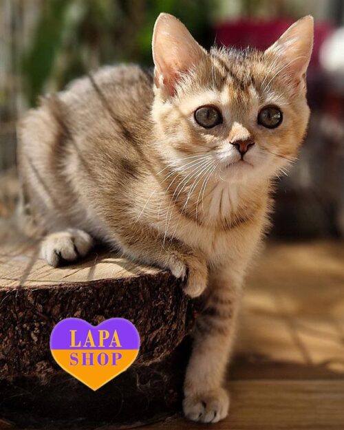 золотий британець