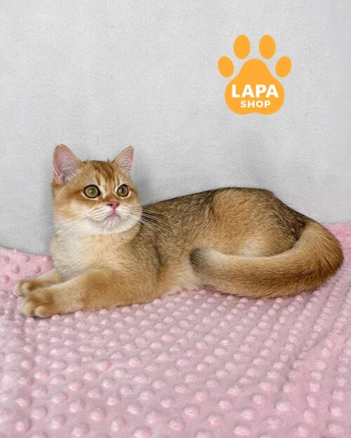 золотий британець