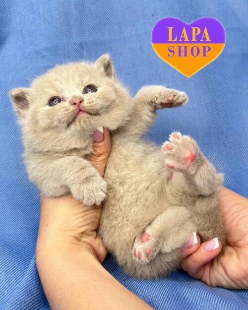 лілова британка