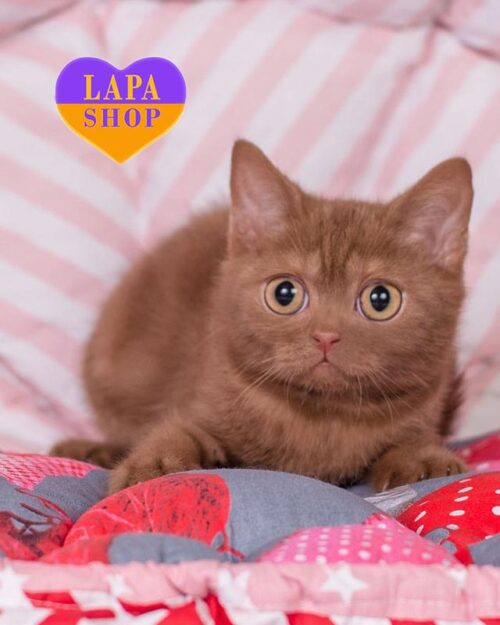 корична британська кішка