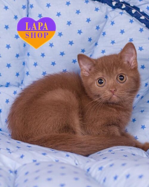 Elegant British Beauty Roxy