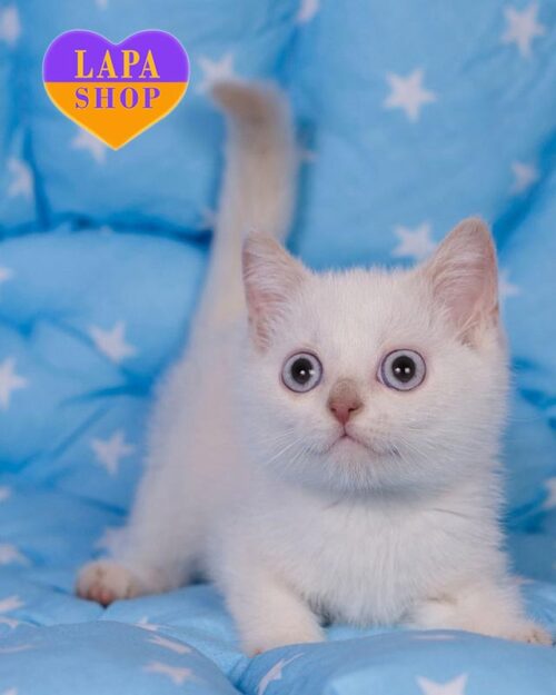 корично колор пойнтовий британець