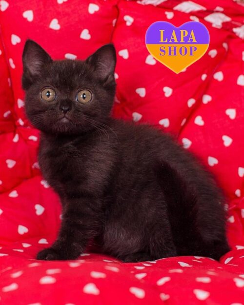 black British Shorthair kitty