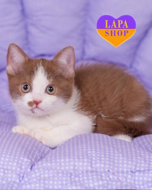 корично-білий британець