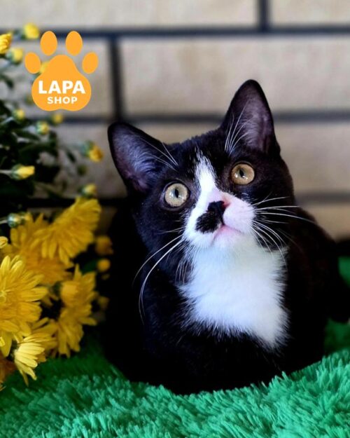 чорно-білий британець