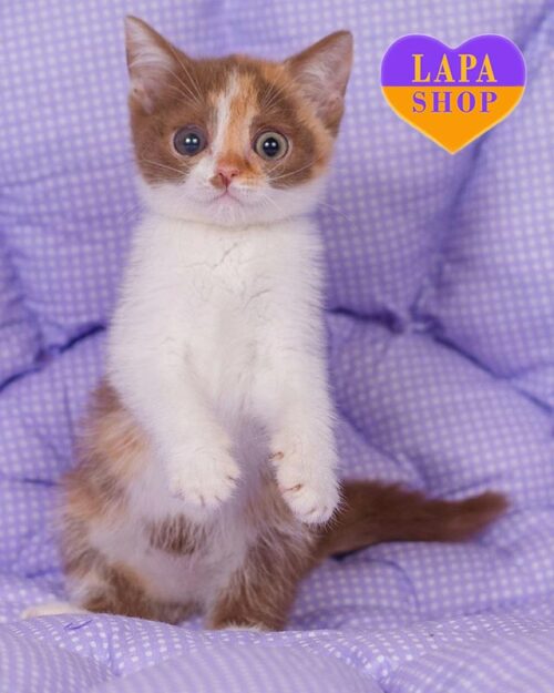 черепахово-корично белая британская кошка