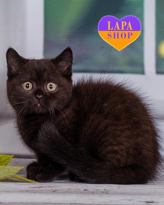 черный британец