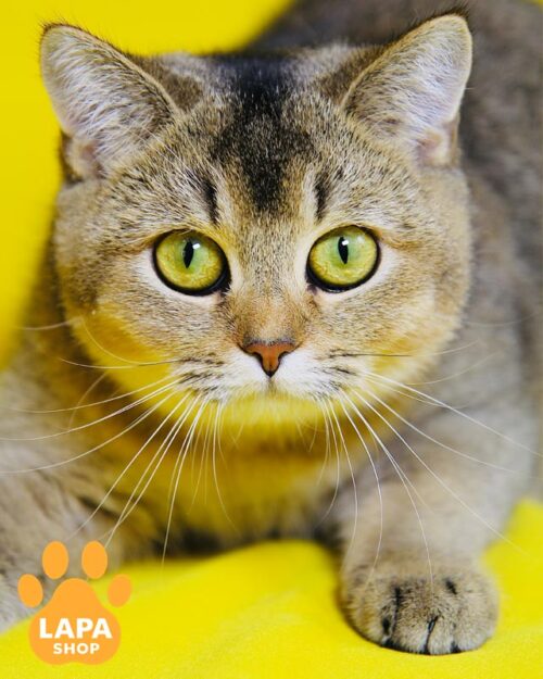 скотіш-страйт золота шиншила