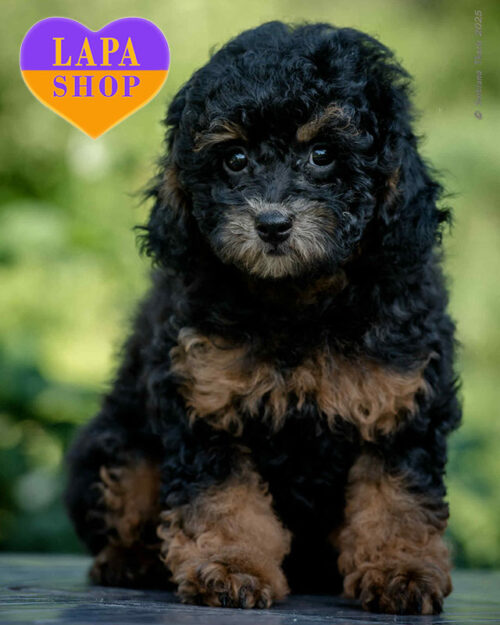 той пудель забарвлення фантом