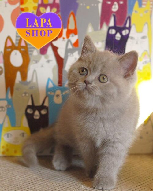 лілова британка