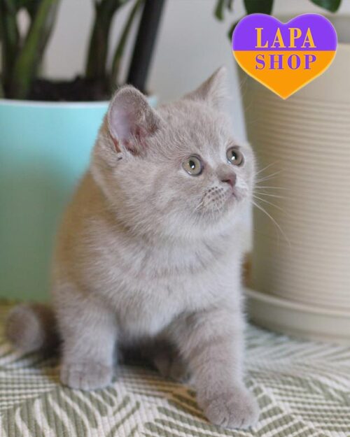 лілова британка