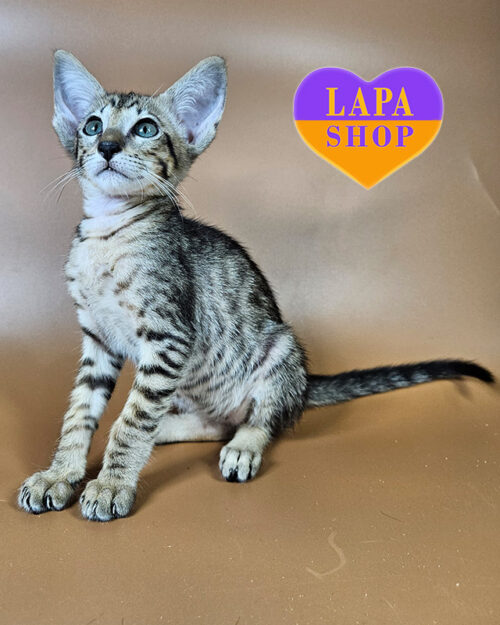 чорний плямистий орієнтал